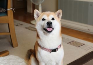 武蔵 画像1
