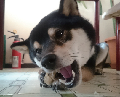 ワンちゃんは肉食？雑食？