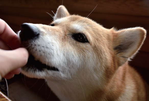 ワンちゃんに塩分はダメ！？