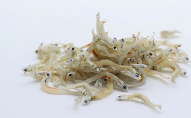 愛犬にしらすを与えるときは塩抜きして！一日の目安量と手づくりご飯レシピ