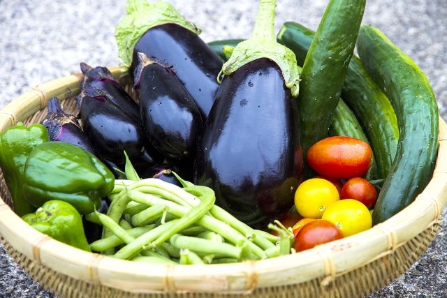 愛犬の夏バテを防ぐための対策とは?温度・水分補給・食事の対策を解説