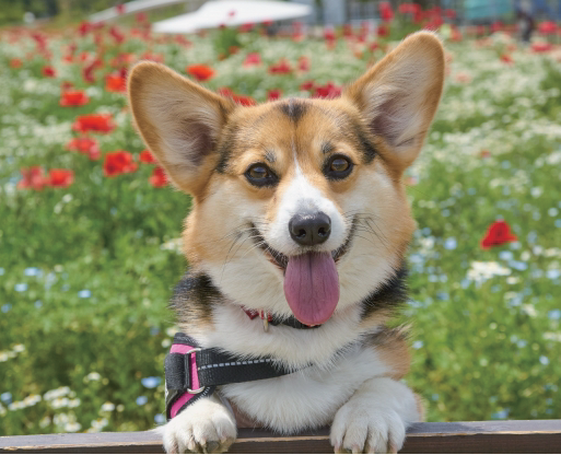 ワンちゃんの味覚