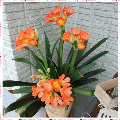 写真コラージュメーカー_8SW7oi~2