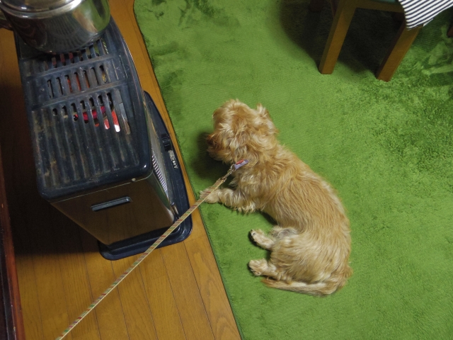 愛犬が冬に寝るときはどんな対策をすればいい?寒いと感じさせない工夫3選