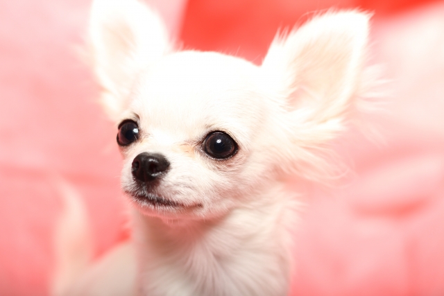 愛犬の寒さ対策にダンボールは便利!保温性を生かす使い方と注意すべきポイント