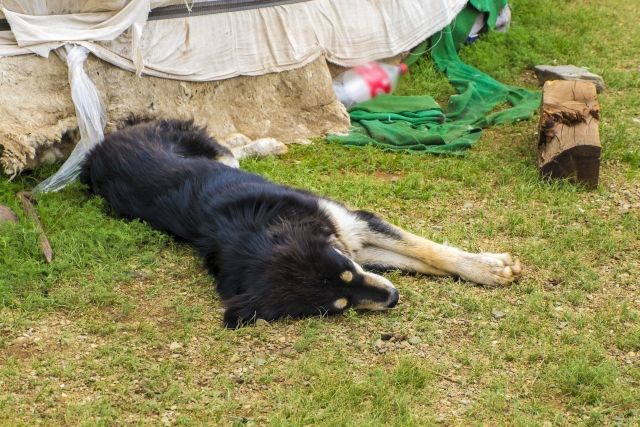 愛犬にスポーツドリンクを与えても大丈夫!熱中症への対策と応急処置の方法