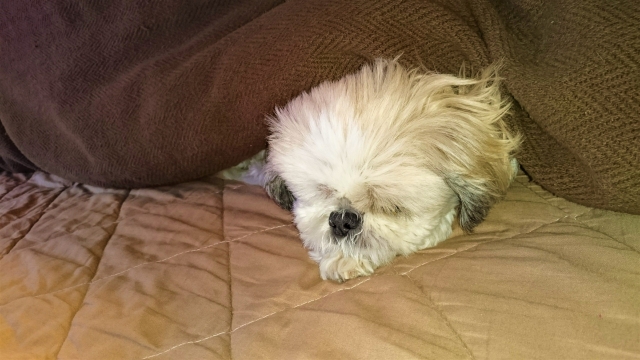 愛犬とこたつに入ると低温やけどや脱水の恐れも！4つの注意すべきポイント