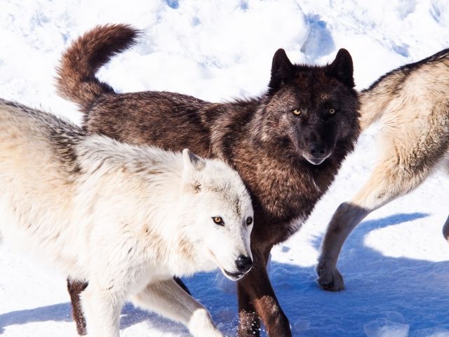 犬の寒さ対策は何をすればいいの?エアコンや段ボールの上手な使い方