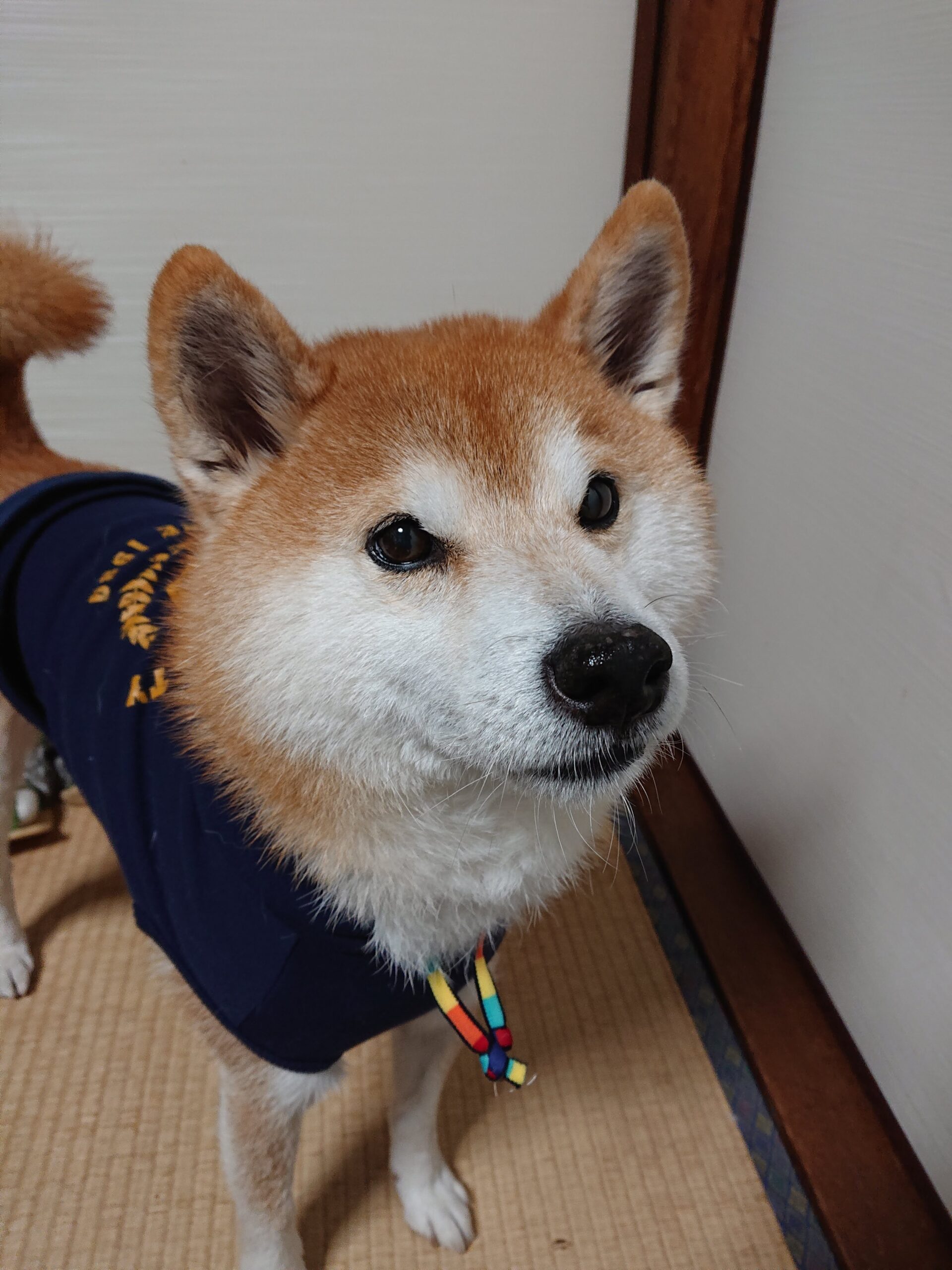 スライド画像