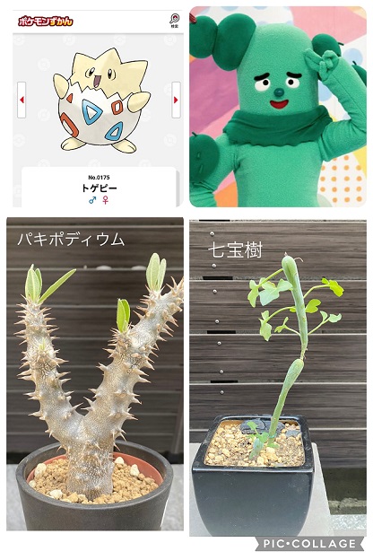 新緑の季節