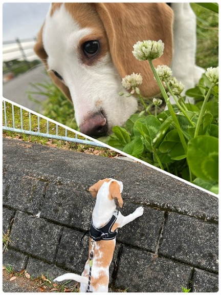 お散歩デビュー