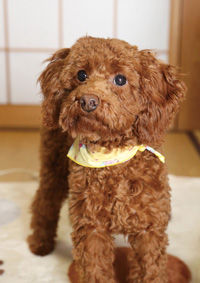 ののちゃん・ゆの 画像1