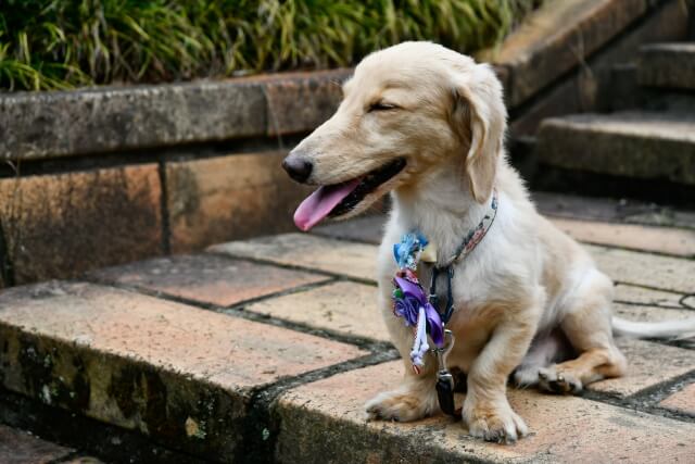 味付けナシのかき氷ならOK！愛犬の猛暑対策への注意点