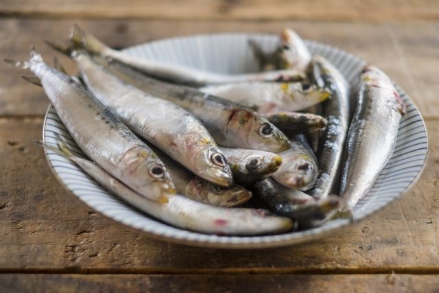 犬も血液サラサラに！愛犬への青魚の正しいあげ方と一日の摂取量目安