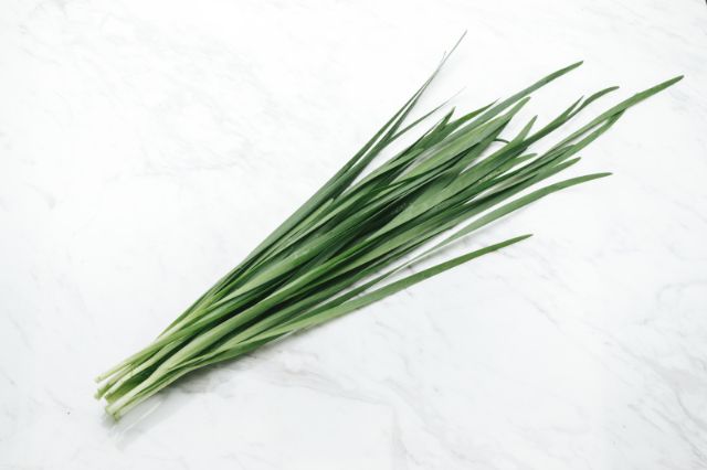 愛犬に与えてよい夏野菜4選!与えてはいけない夏野菜や注意点も解説