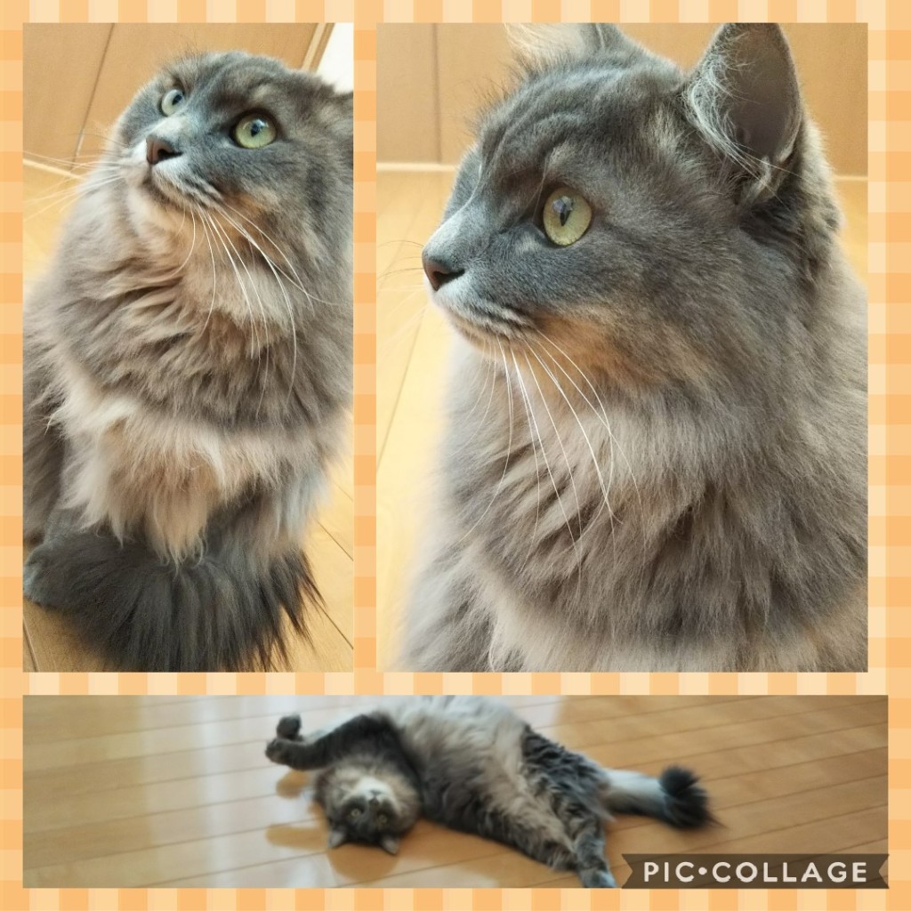 Collage 2018-11-30 09_55_14