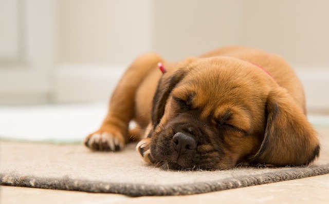愛犬がご飯を食べないときの原因と対策は？やってはいけない注意点