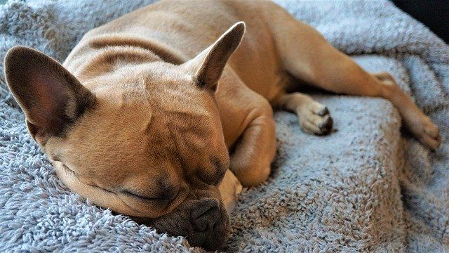 愛犬の季節の変わり目に起きる下痢はどう予防する?動物病院に行くタイミングとは