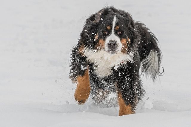 bernese-mountain-dog-3202019_640