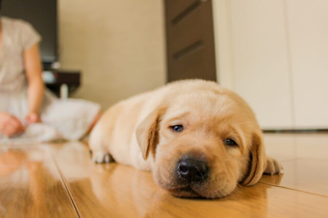 ●下痢には要注意!アスパラガスを与える際に気をつけたいこと