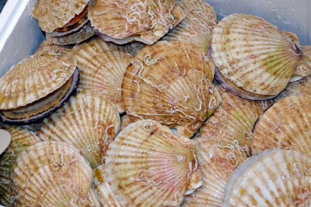 犬にあさり・しじみ・ほたては与えていいの?愛犬に与えてよい貝と悪い貝