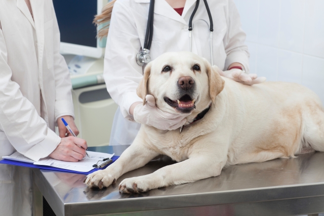 dog_doctor