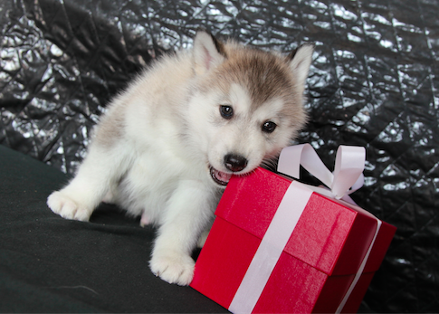 愛犬家の実態調査｜冬場のペットケア