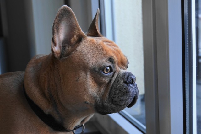 french-bulldog-4019784_960_720