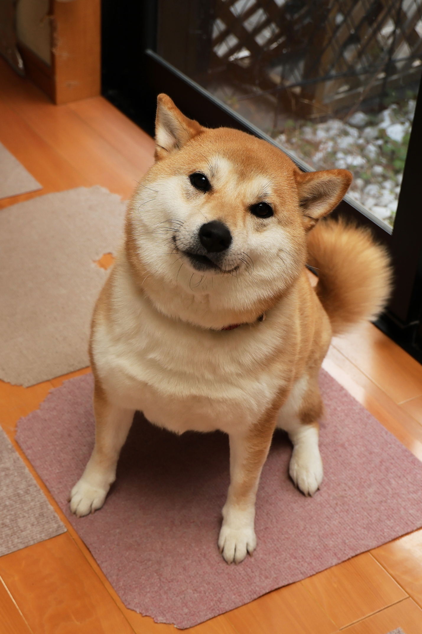 スライド画像