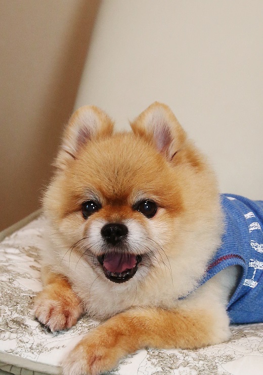 まめ千代ちゃん・ユキちゃん 画像1